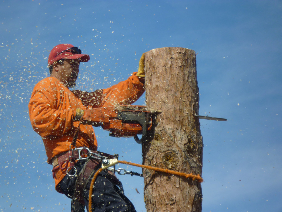 Affordable Tree Service Tree Removal Affordable Tree Service Tree Removal