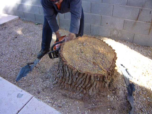 Affordable Tree Service Tree Removal Affordable Tree Service Tree Removal