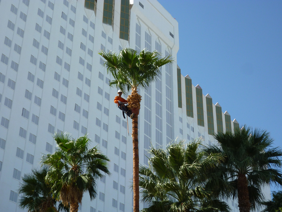 Affordable Tree Service Tree Trimming Affordable Tree Service Tree Trimming